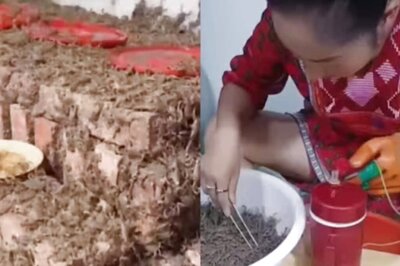 How Scorpion Venom Farming Has Become A Multi-million Dollar Industry