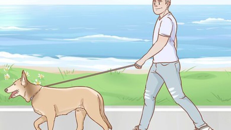 How to House Train Your Dog
