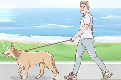 How to House Train Your Dog