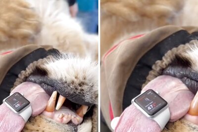 Viral Video Shows Australian Vet Using Apple Watch To Monitor Lion’s Heart Rate