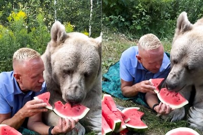 Man Feeds Watermelon To Giant Bear Effortlessly, Internet Says 'Must Be Russian'