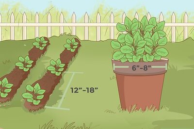 How to Care for a Basil Plant