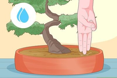 How to Water a Bonsai Tree