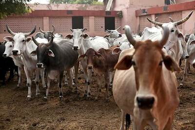 Bhopal to Get Sex Sorted Semen Production Centre for Cattle, Says MP minister
