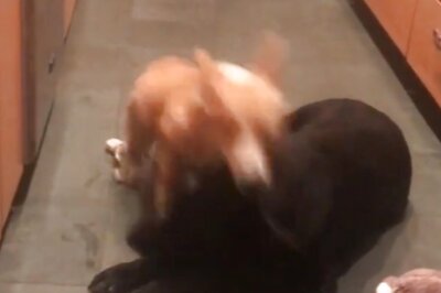 Video Of Little Corgi Constantly Interrupting Big Lazy Dog Cracks The Internet Up