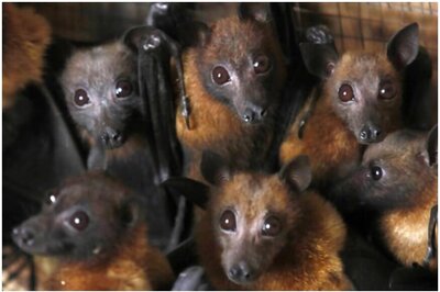 In a First, Coronaviruses Found in Two Species of Indian Bats: ICMR-NIV Study