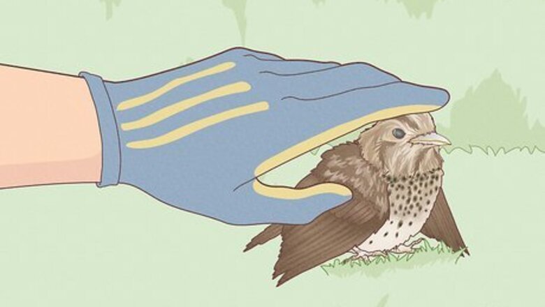 How to Help a Bird with a Broken Wing