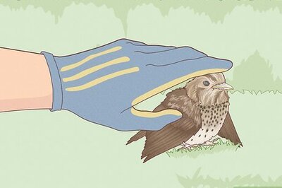 How to Help a Bird with a Broken Wing