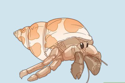 How to Set up a Crabitat