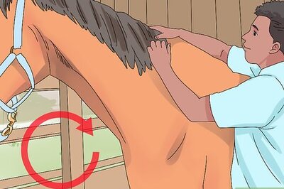 How to Pull a Horse's Mane