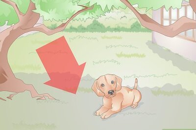 How to Air Condition Your Dog's House