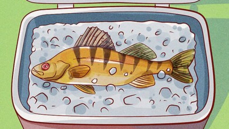 How to Fillet a Perch