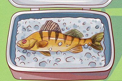 How to Fillet a Perch