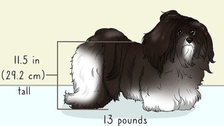 How to Identify a Havanese