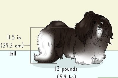 How to Identify a Havanese