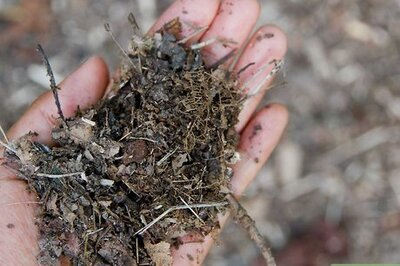 How to Water Plants Effectively