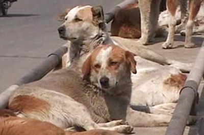 China kills nearly 5,000 dogs to control rabies
