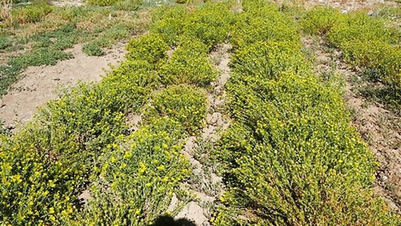 Scientists looking at ways to turn gumweed into biofuel