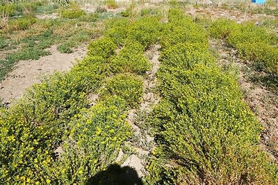 Scientists looking at ways to turn gumweed into biofuel