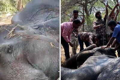Vets Treat 40-Year-Old Sick Elephant They Found Unconscious In Forest, Feed Milk To Its Calf