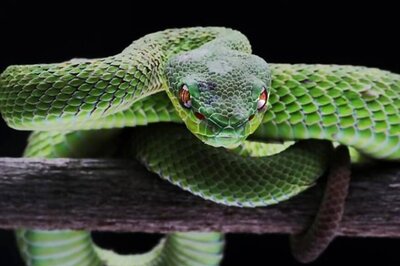 Green Snake Discovered in Arunachal Pradesh Named After This Character from 'Harry Potter'