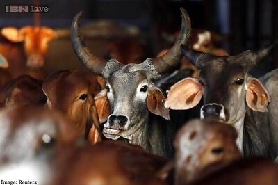 Modi government to push for cow slaughter ban across India