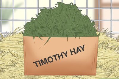 How to Care for New Zealand Rabbits