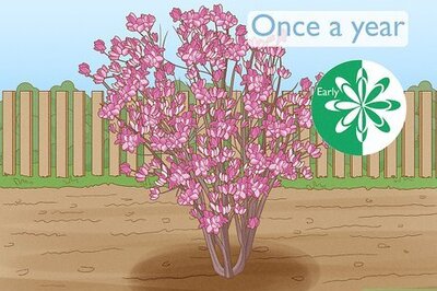 How to Prune a Tulip Magnolia