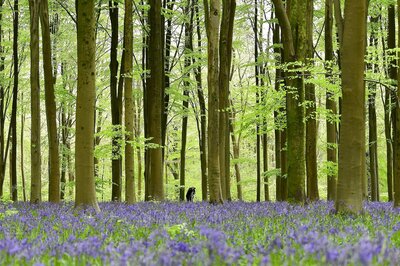 Trees get identity cards in Kolkata suburb