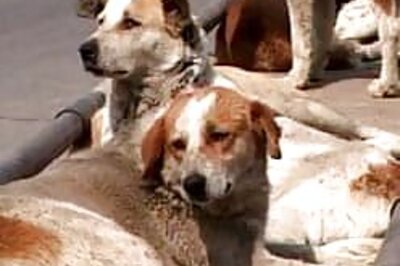 Get ready for your designer dog