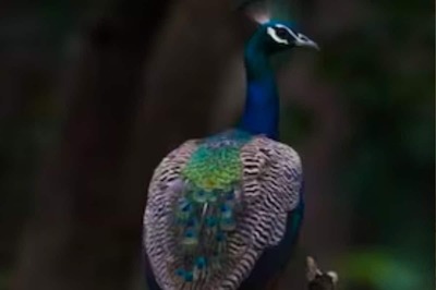 This Beautiful Bird Can Stand Up To 4 Feet And Is More Aggressive Than A Tiger
