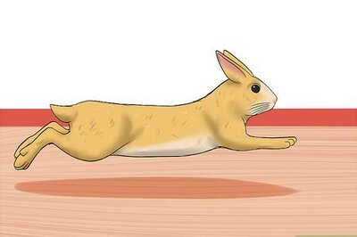 How to Tame a Wild Rabbit