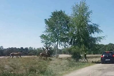 French Family Beats Cheetahs in Race for Life After Breaking Cardinal Safari Rule