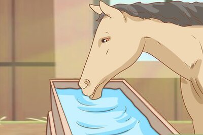 How to Feed a Horse