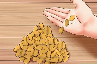 How to Shell Pine Nuts