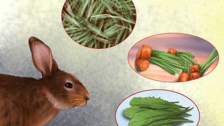 How to Care for Havana Rabbits