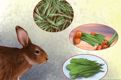 How to Care for Havana Rabbits