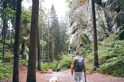 World Forestry Day 2024: Theme, History, Quotes, and Forest Conservation Tips