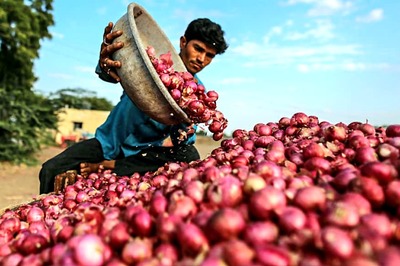 MMTC Contracts to Procure 6,090 Tonnes Onion to Boost Domestic Supply, Cut Prices