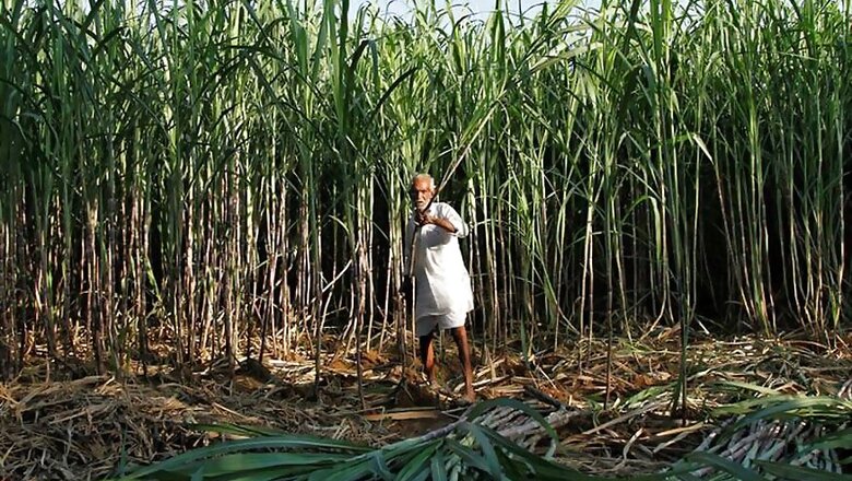 Malaysia to Buy More Sugar from India to Help Resolve Palm Oil Spat: Report