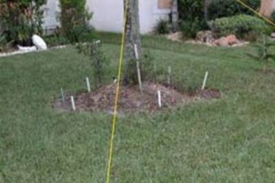 Boy bites dogs, tethered for 9 years