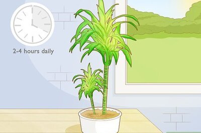 How to Care for a Dracaena
