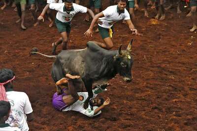 Six Seriously Injured in Jallikattu Event