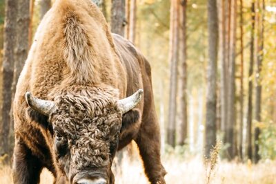 Can A Herd Of 170 Bison Offset CO2 Emission By 2 Million Cars? Study Claims So