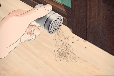 How to Get Rid of Ants with Cinnamon