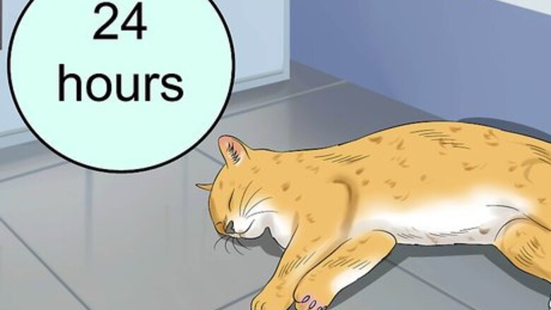How to Treat Cardiomyopathy in Cats