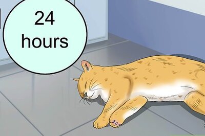 How to Treat Cardiomyopathy in Cats