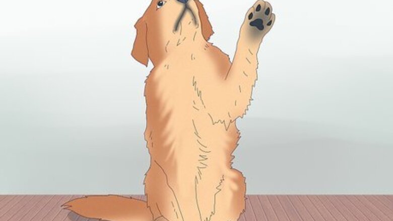 How to Get Your Dog into Modeling