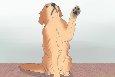 How to Get Your Dog into Modeling