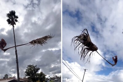 ‘Ride To Hogwarts’: Palm Branch Floating In The Air Leaves Internet Searching For Answers
